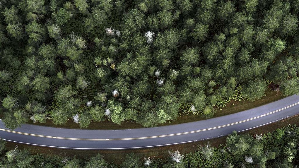 Molpus Woodlands Group:  Timberland Investment for the Future.